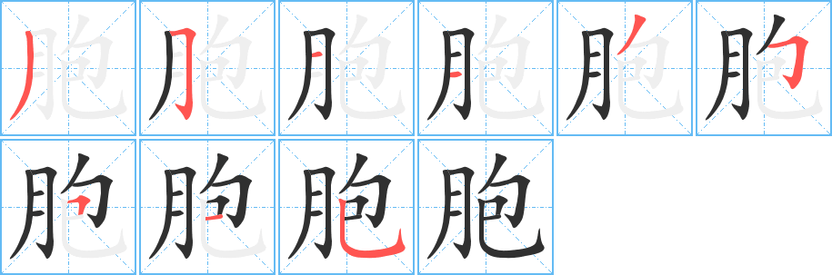 胞的笔顺分步演示图